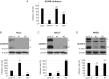 Figure 1—figure supplement 1.