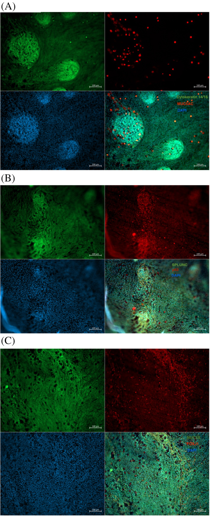 FIGURE 3