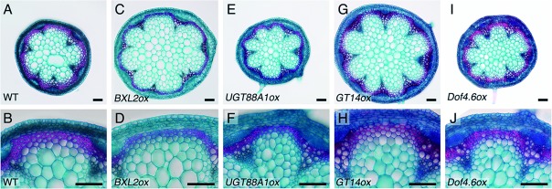 Figure 1. Transverse sections of mature inflorescence stems. The bottom regions of inflorescence stems were sampled from 40-day-old wild-type plants (A and B) and transgenic plants overexpressing BXL2 (BXL2ox; C and D), UGT88A1 (UGT88A1ox; E and F), AT3G15350 (putatively encoding a class GT14 glycosyltransferase; GT14ox; G and H), and Dof4.6 (Dof4.6ox; I and J) and fixed in fixative solution (90% [v/v] ethanol, 10% [v/v] acetic acid) at 4°C overnight. Sections were prepared by hand and stained with safranine (red signals for lignin) and astra blue (blue signals for polysaccharides in cell walls). Bars, 100 µm.