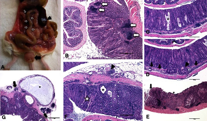 Fig. 3