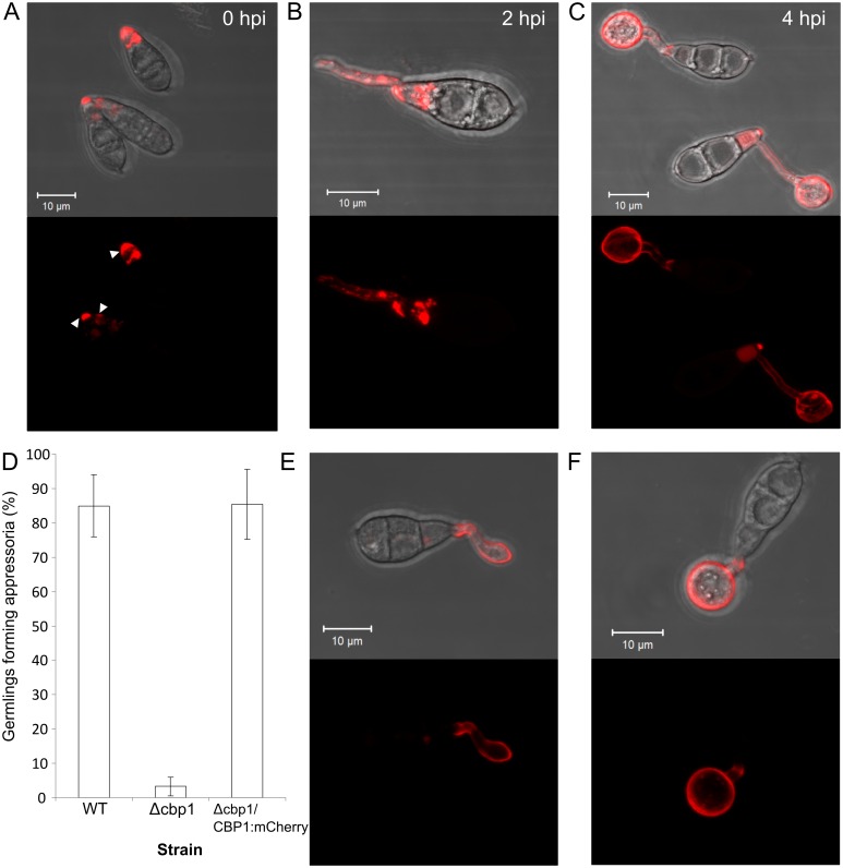 Fig 4