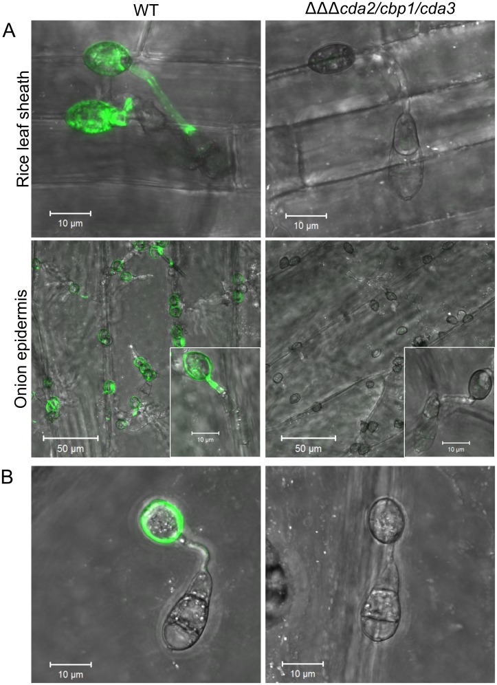 Fig 9