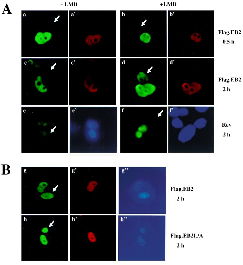 FIG. 4