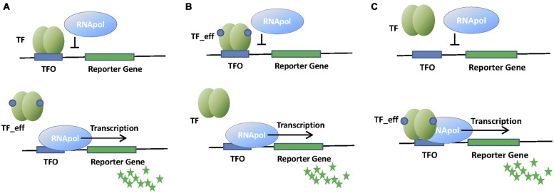 FIGURE 1