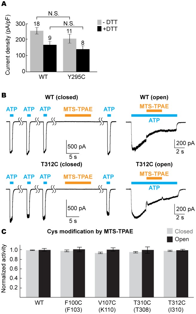 Figure 5—figure supplement 1.