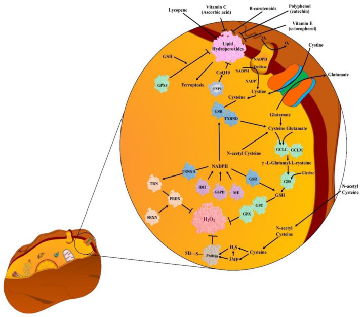 Figure 2