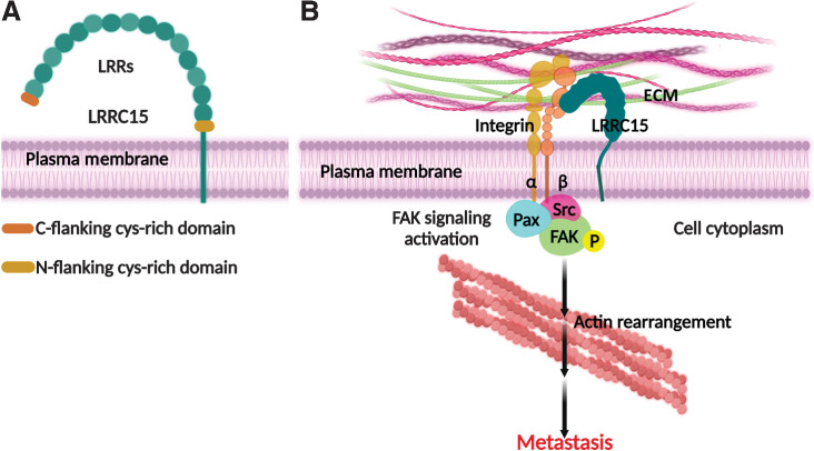 Figure 2. A, Diagrammatical illustration of the structure of LRRC15 and B, its role in promoting cancer metastasis through activation of focal adhesion kinase signaling. p-FAK, phosphorylated focal adhesion kinase; Src, steroid receptor coactivator; Pax, Paxillin.