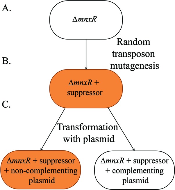 FIG 1