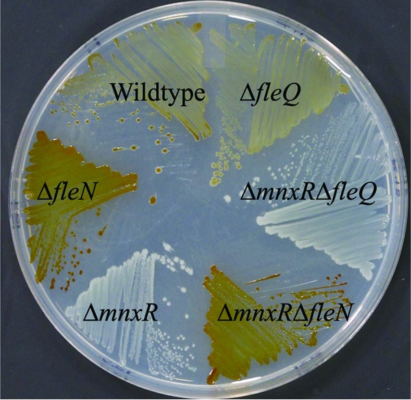 FIG 2