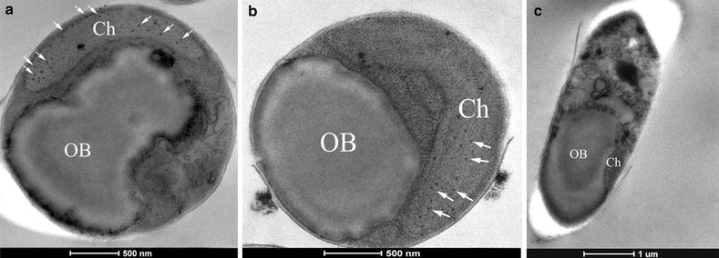 Fig. 6