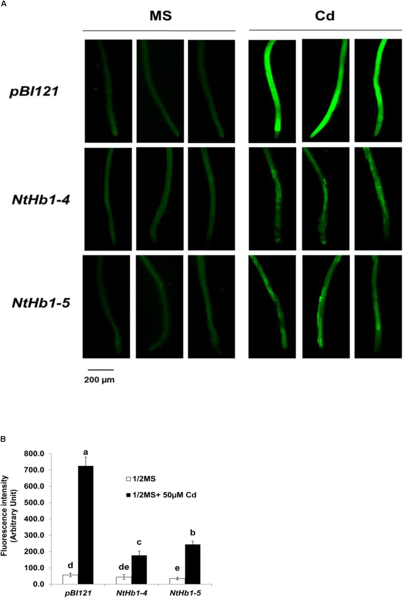 FIGURE 3