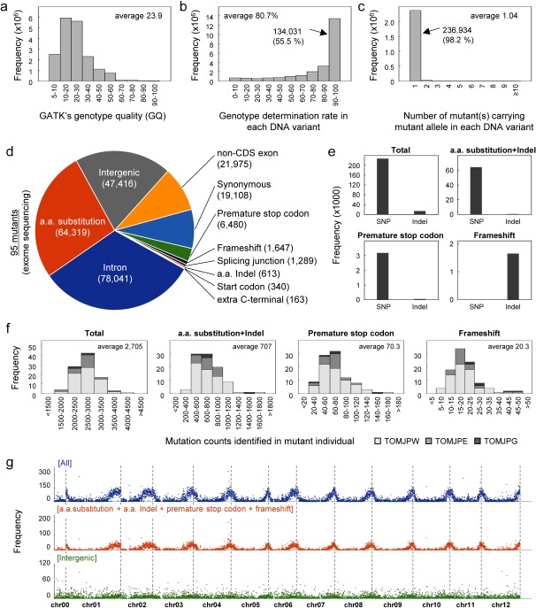 Figure 2. Statistic summary of DNA variants identified in 95 ‘Micro-Tom’ mutants. (a–c) A histogram of (a) GATK’s genotype quality, (b) genotype determination rate, and (c) mutant allele coincidence count in the DNA variant dataset of the 95 ‘Micro-Tom’ mutants. (d) A diagram showing the frequency of mutation type in the DNA variant dataset of 95 mutants. (e) Frequencies of single nucleotide polymorphisms (SNPs) and Indels in each mutation type in the DNA variant dataset of 95 mutants. (f) A histogram of mutation counts that were identified in each mutant individual. (g) Genome-wide distribution and frequency of mutations in the 95 mutants.