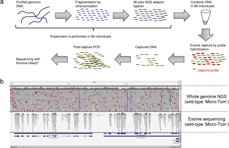 Figure 1. Exome sequencing in the ‘Micro-Tom’ mutant population. (a) A simplified cartoon illustrating a procedure of 96-plex exome capture. (b) A bowtie2 alignment examples of whole genome NGS reads (upper side) and exome sequencing (lower side). Both data were derived from wild-type ‘Micro-Tom.’