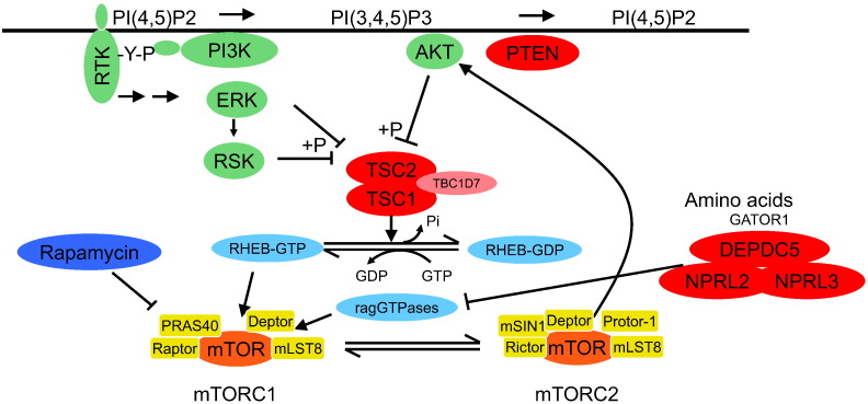 Fig. 1