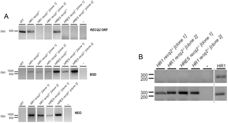 Figure 3—figure supplement 1.