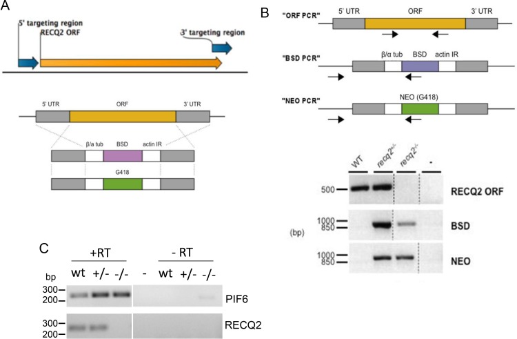 Figure 1—figure supplement 1.