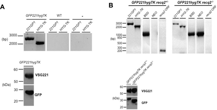 Figure 4—figure supplement 1.