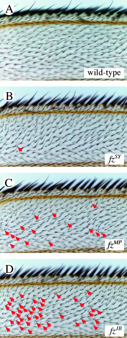 Figure 2.