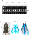 Figure 4—figure supplement 2.