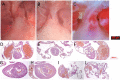 Figure 1—figure supplement 2.