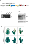 Figure 1—figure supplement 1.