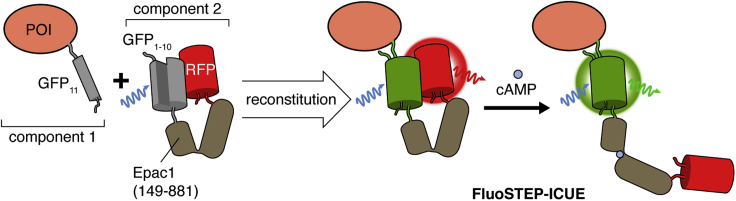 Figure 1