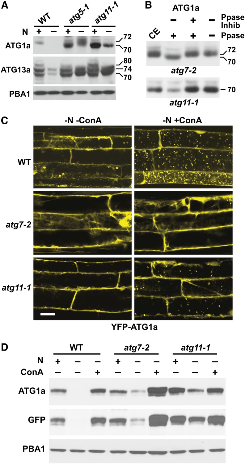 Figure 7.