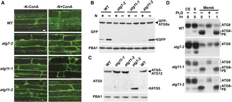 Figure 6.