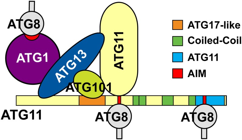 Figure 11.