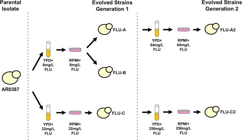 FIG 1