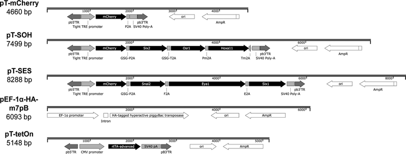 Figure 1: