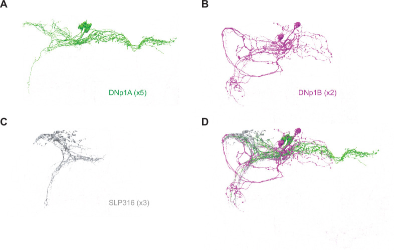 Figure 6—figure supplement 2.