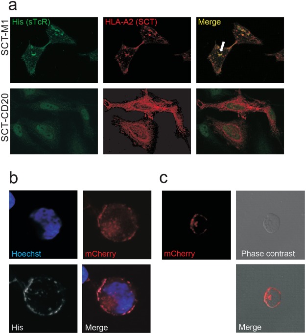 Fig 4