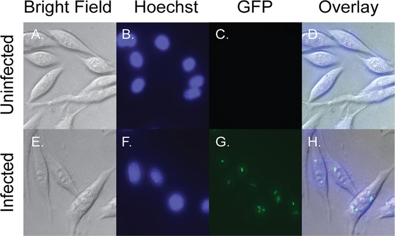 FIG 1