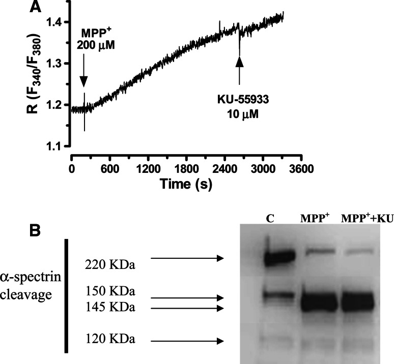 Fig. 2