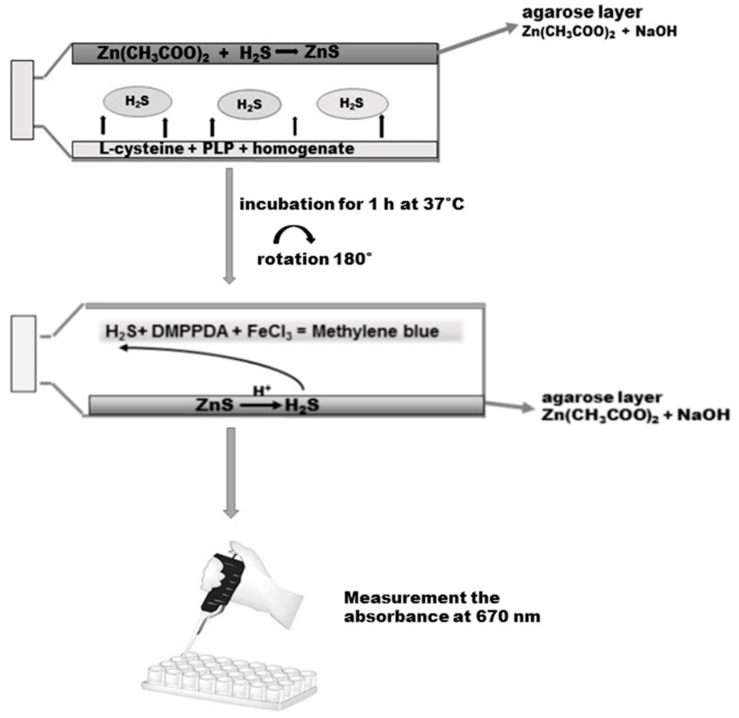 Scheme 3