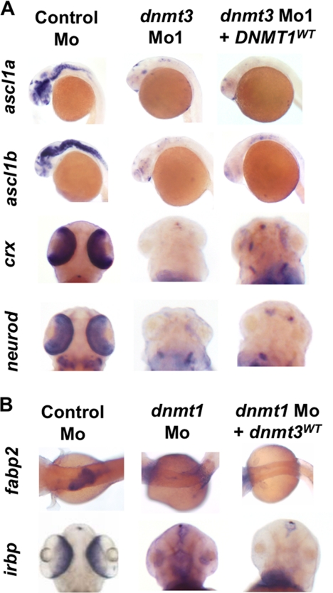 FIGURE 4.