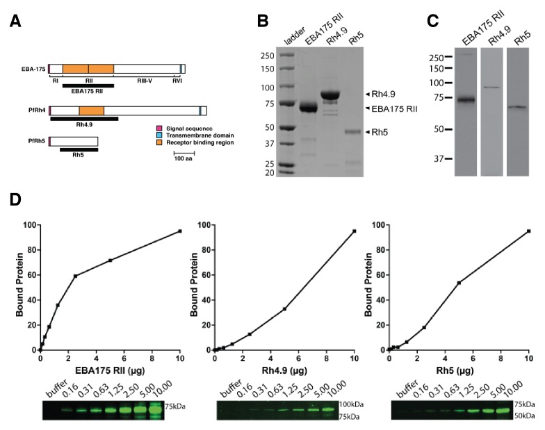 Figure 1—figure supplement 1.