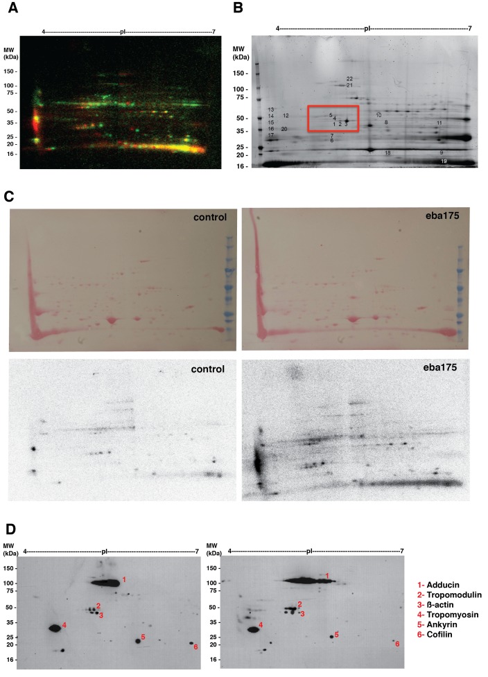 Figure 2—figure supplement 1.