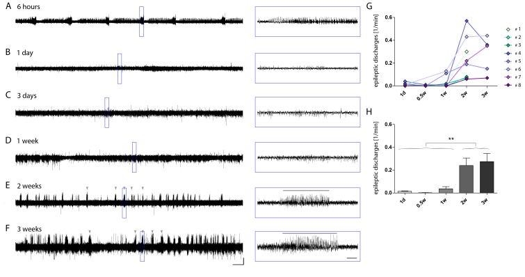 Figure 1—figure supplement 1.