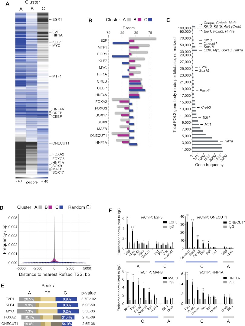 Temporal mapping of CEBPA and CEBPB binding during liver regeneration ...