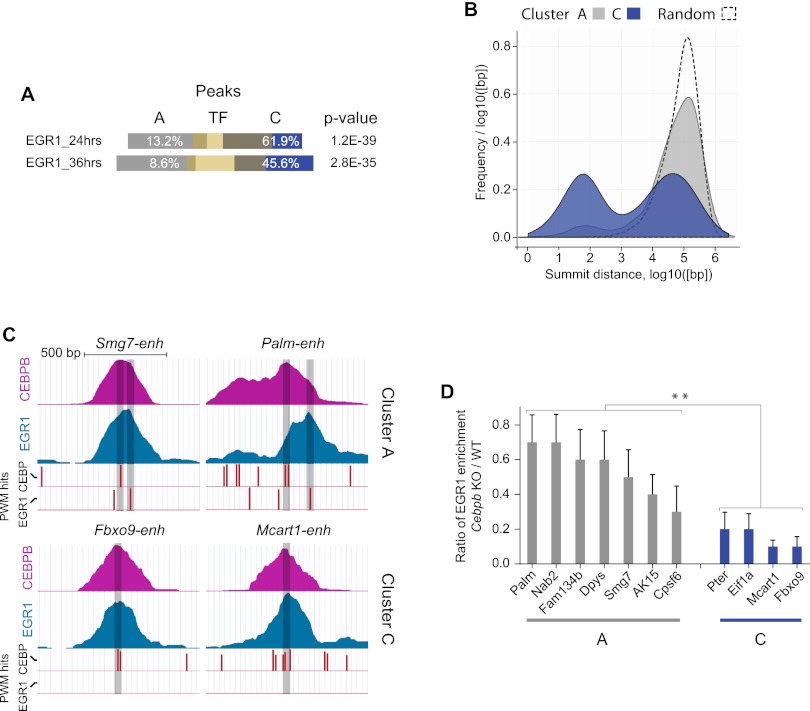 Temporal mapping of CEBPA and CEBPB binding during liver regeneration ...