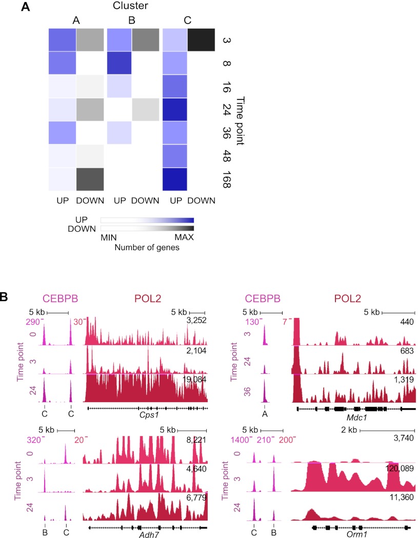 Temporal mapping of CEBPA and CEBPB binding during liver regeneration ...