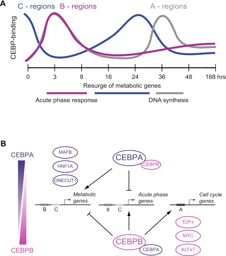 Temporal mapping of CEBPA and CEBPB binding during liver regeneration ...