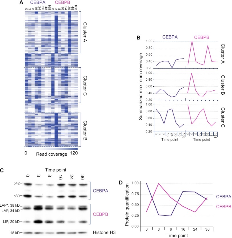 Temporal mapping of CEBPA and CEBPB binding during liver regeneration ...