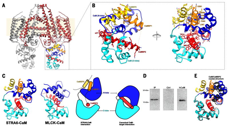 Fig. 2