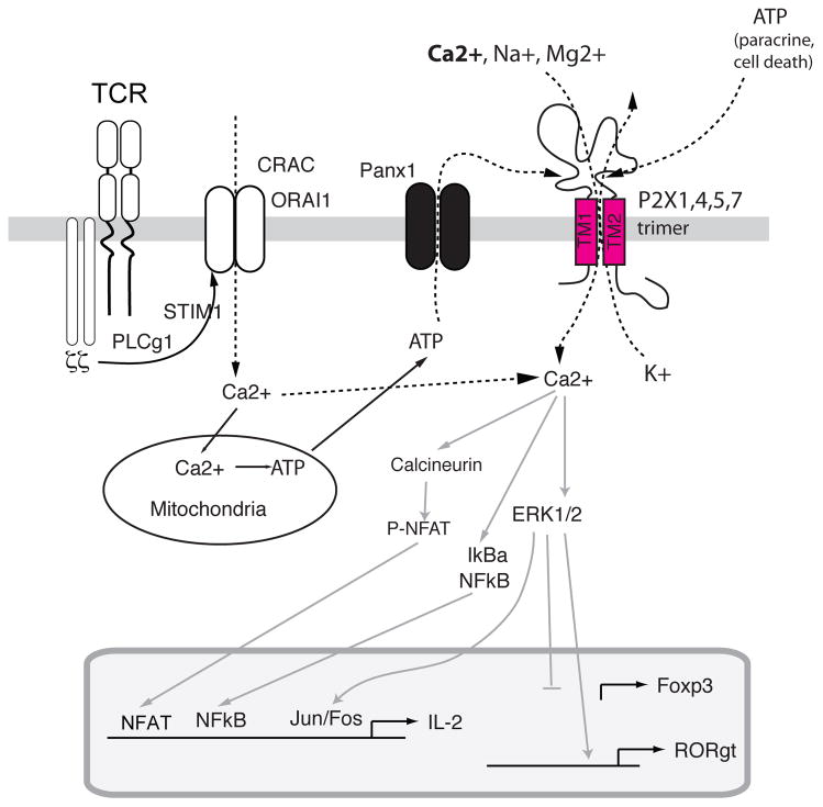 Ion channels and transporters in lymphocyte function and immunity - PMC