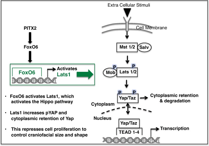 Fig 13