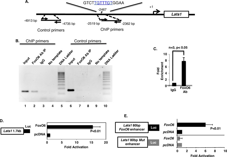 Fig 10