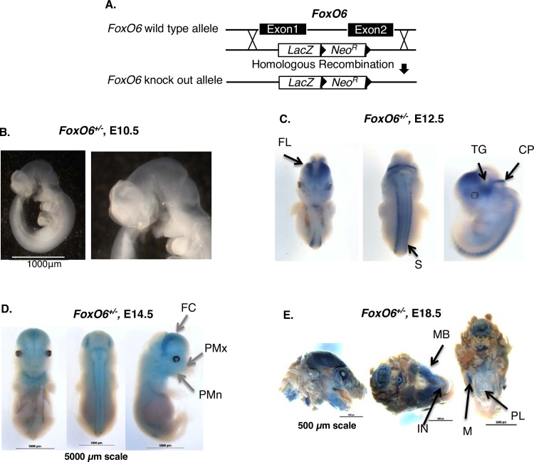 Fig 1